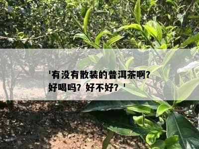 '有没有散装的普洱茶啊？好喝吗？好不好？'