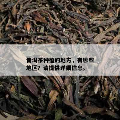 普洱茶种植的地方，有哪些地区？请提供详细信息。