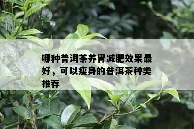 哪种普洱茶养胃减肥效果更好，可以瘦身的普洱茶种类推荐