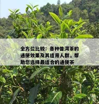 全方位比较：各种普洱茶的通便效果及其适用人群，帮助您选择最适合的通便茶