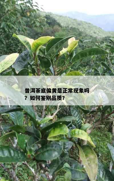 普洱茶底偏黄是正常现象吗？如何鉴别品质？