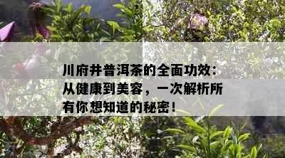 川府井普洱茶的全面功效：从健康到美容，一次解析所有你想知道的秘密！