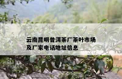 云南昆明普洱茶厂茶叶市场及厂家电话地址信息