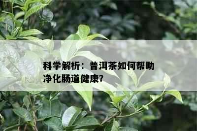 科学解析：普洱茶如何帮助净化肠道健康？