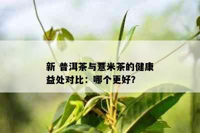 新 普洱茶与薏米茶的健康益处对比：哪个更好？