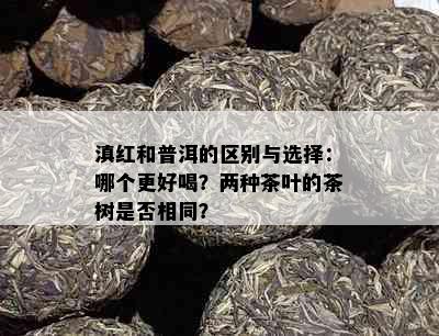 滇红和普洱的区别与选择：哪个更好喝？两种茶叶的茶树是否相同？