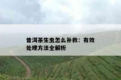 普洱茶生虫怎么补救：有效处理方法全解析