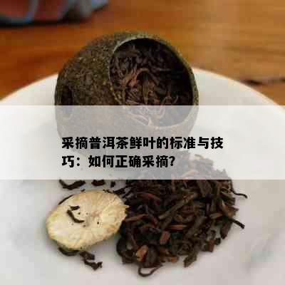 采摘普洱茶鲜叶的标准与技巧：如何正确采摘？