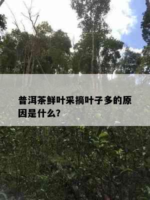 普洱茶鲜叶采摘叶子多的原因是什么？