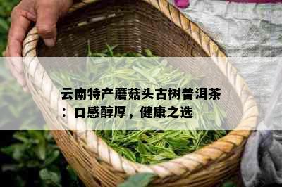 云南特产蘑菇头古树普洱茶：口感醇厚，健康之选