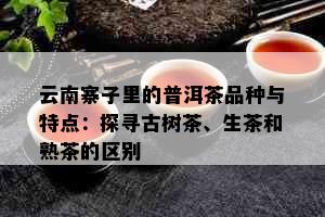 云南寨子里的普洱茶品种与特点：探寻古树茶、生茶和熟茶的区别