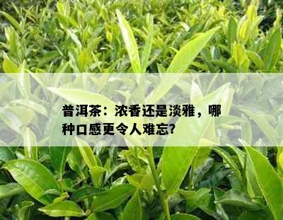 普洱茶：浓香还是淡雅，哪种口感更令人难忘？