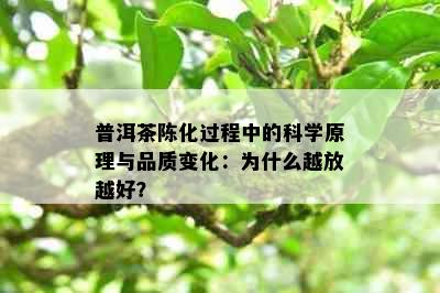 普洱茶陈化过程中的科学原理与品质变化：为什么越放越好？