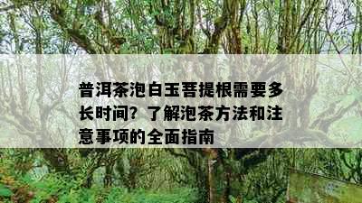 普洱茶泡白玉菩提根需要多长时间？了解泡茶方法和注意事项的全面指南