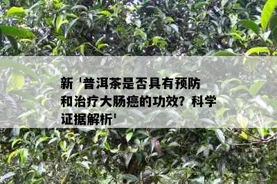 新 '普洱茶是否具有预防和治疗大肠癌的功效？科学证据解析'