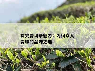 探究普洱茶魅力：为何众人青睐的品味之选