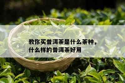 教你买普洱茶是什么茶种，什么样的普洱茶好用