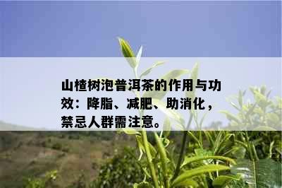 山楂树泡普洱茶的作用与功效：降脂、减肥、助消化，禁忌人群需注意。