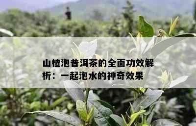 山楂泡普洱茶的全面功效解析：一起泡水的神奇效果