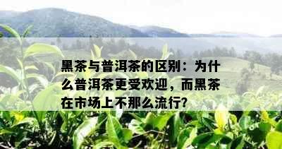 黑茶与普洱茶的区别：为什么普洱茶更受欢迎，而黑茶在市场上不那么流行？