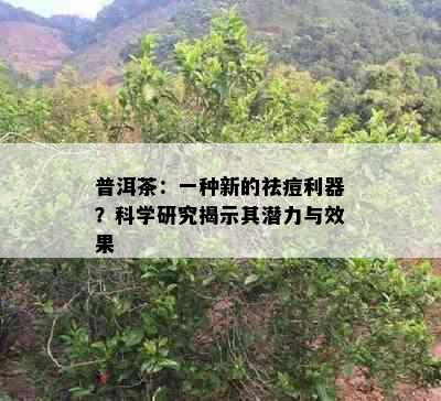 普洱茶：一种新的祛痘利器？科学研究揭示其潜力与效果