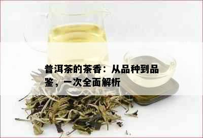 普洱茶的茶香：从品种到品鉴，一次全面解析