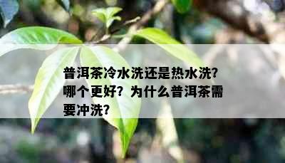 普洱茶冷水洗还是热水洗？哪个更好？为什么普洱茶需要冲洗？