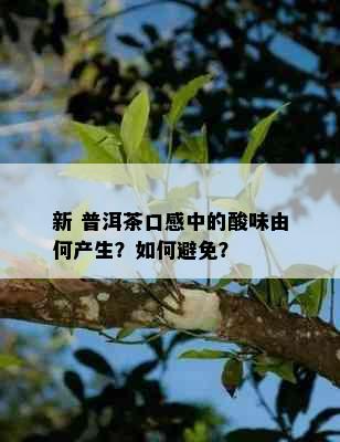 新 普洱茶口感中的酸味由何产生？如何避免？