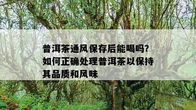 普洱茶通风保存后能喝吗？如何正确处理普洱茶以保持其品质和风味