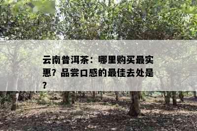 云南普洱茶：哪里购买最实惠？品尝口感的更佳去处是？