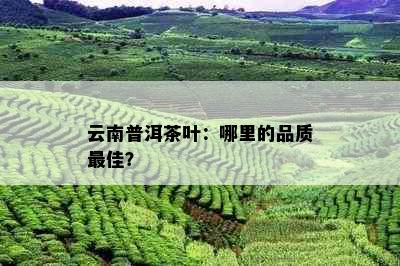 云南普洱茶叶：哪里的品质更佳？