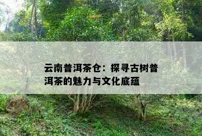 云南普洱茶仓：探寻古树普洱茶的魅力与文化底蕴