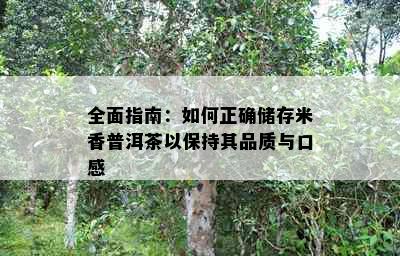 全面指南：如何正确储存米香普洱茶以保持其品质与口感