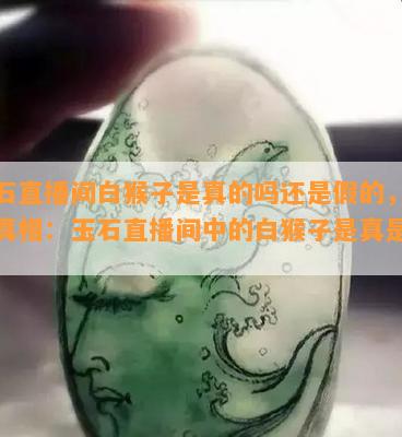 玉石直播间白猴子是真的吗还是假的，揭秘真相：玉石直播间中的白猴子是真是假？