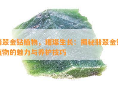 翡翠金钻植物，璀璨生长：揭秘翡翠金钻植物的魅力与养护技巧