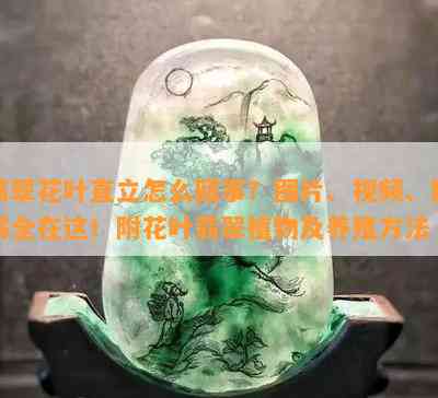 翡翠花叶直立怎么回事？图片、视频、图解全在这！附花叶翡翠植物及养殖方法