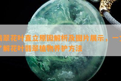 翡翠花叶直立原因解析及图片展示，一文了解花叶翡翠植物养护方法