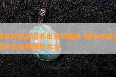 糯米种翡翠能养出来吗图片-糯米种翡翠能养出来吗图片大全