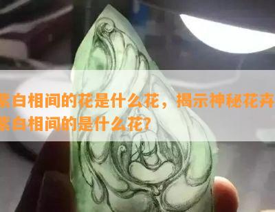 紫白相间的花是什么花，揭示神秘花卉：紫白相间的是什么花？