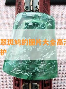 纯野生翡翠斑鸠的图片大全高清：品种、价值与保护