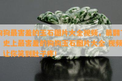 狗狗最害羞的玉石图片大全视频，萌翻了！史上最害羞的狗狗玉石图片大全 视频，让你笑到肚子疼！