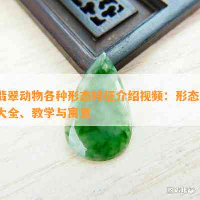 翡翠动物各种形态特征介绍视频：形态、大全、教学与寓意