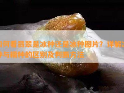 如何看翡翠是冰种还是冰种图片？详解冰种与糯种的区别及判断方法