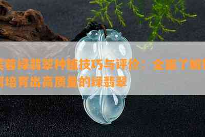 芙蓉绿翡翠种植技巧与评价：全面了解如何培育出高质量的绿翡翠