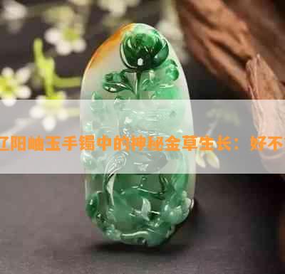 辽阳岫玉手镯中的神秘金草生长：好不？