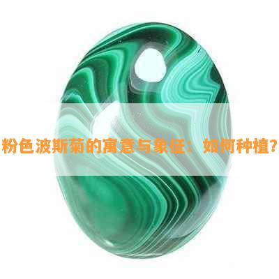 粉色波斯菊的寓意与象征：如何种植？