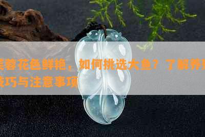 芙蓉花色鲜艳，如何挑选大鱼？了解养殖技巧与注意事项