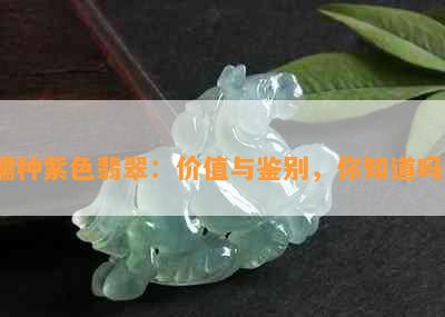 糯种紫色翡翠：价值与鉴别，你知道吗？