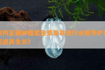 如何正确种植紫色翡翠并进行水粗养护以促进其生长？